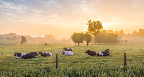 American Dairy Association North East