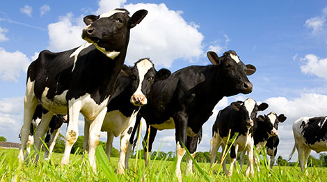 Florida Dairy Farmers